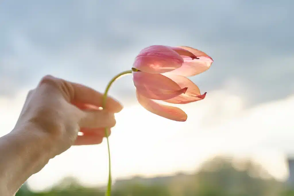 Hand holding tulip